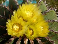 Thumbnail of 1287_Ferocactus schwarzii_20130717_01(1).JPG